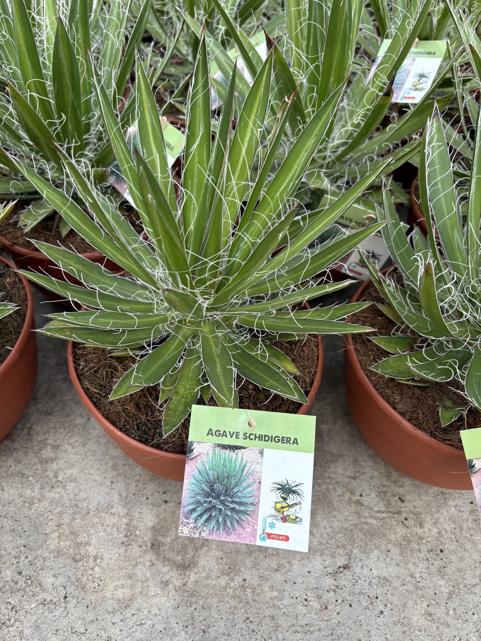フラワー・ガーデニング Agave schidigera ' Flush' 19 Agave schidigera - Palma Verde Exoten