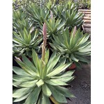 Woestijn-desert Agave aristocrat