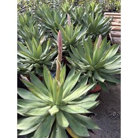 Woestijn-desert Agave aristocrat