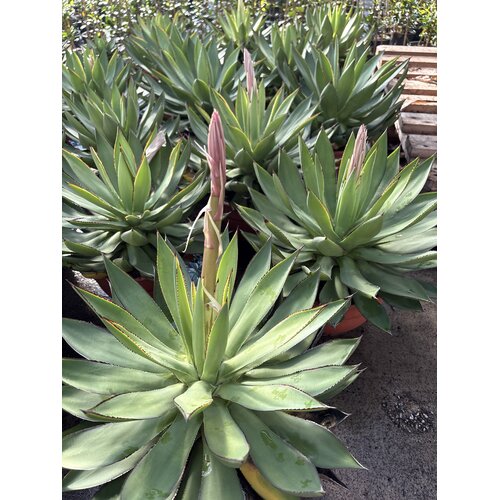 Woestijn-desert Agave aristocrat