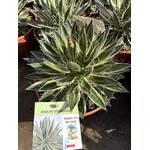 Woestijn-desert Agave schidigera "Shira Ito No Ohi"