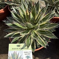 Woestijn-desert Agave schidigera "Shira Ito No Ohi"