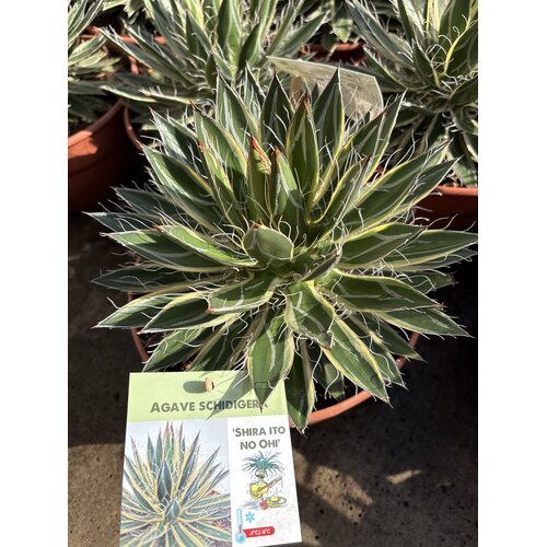 Woestijn-desert Agave schidigera "Shira Ito No Ohi"