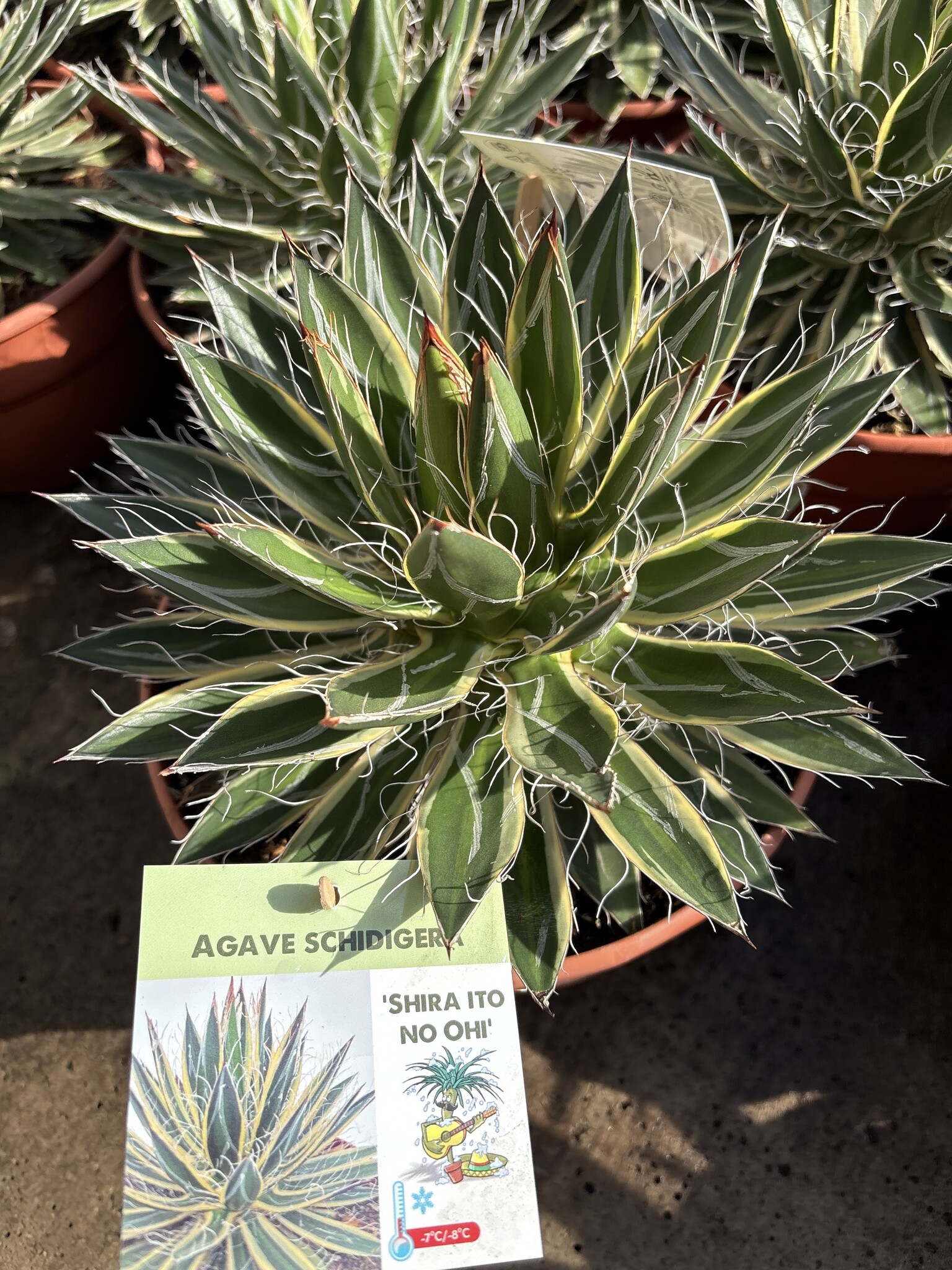 Agave schidigera 