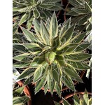 Woestijn-desert Agave schidigera "Shira Ito No Ohi"