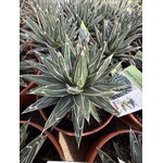 Woestijn-desert Agave victoria-reginae