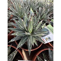 Woestijn-desert Agave victoria-reginae