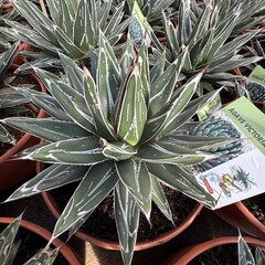 Woestijn-desert Agave victoria-reginae