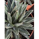 Woestijn-desert Agave victoria-reginae