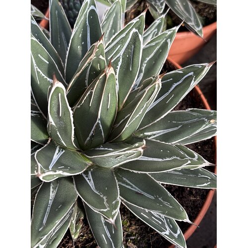 Woestijn-desert Agave victoria-reginae