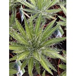 Woestijn-desert Agave schidigera