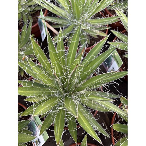 Woestijn-desert Agave schidigera