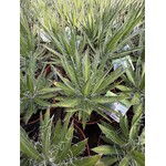 Woestijn-desert Agave schidigera