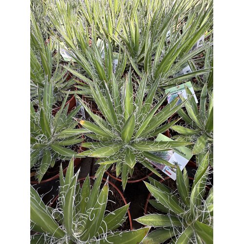 Woestijn-desert Agave schidigera