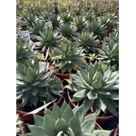 Woestijn-desert Agave filifera isthmensis