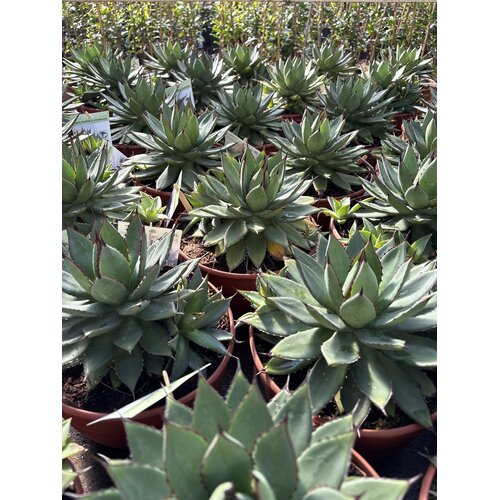 Woestijn-desert Agave filifera isthmensis