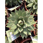 Woestijn-desert Agave filifera isthmensis