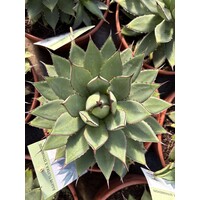 Woestijn-desert Agave filifera isthmensis