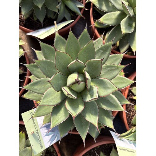 Woestijn-desert Agave filifera isthmensis