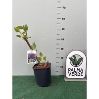 Bloemen-flowers Paulownia tomentosa - Paulownia imperialis