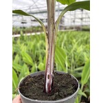 Bananen-bananas Musa balbisiana "Thai Black" - Black Banana