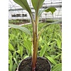 Bananen-bananas Musa balbisiana "Thai Black" - Bananier Noir