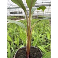 Bananen-bananas Musa balbisiana "Thai Black" - Zwarte banaan