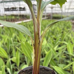 Bananen-bananas Musa balbisiana "Thai Black" - Bananier Noir