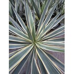 Woestijn-desert Yucca gloriosa variegata - Variegated palm lily