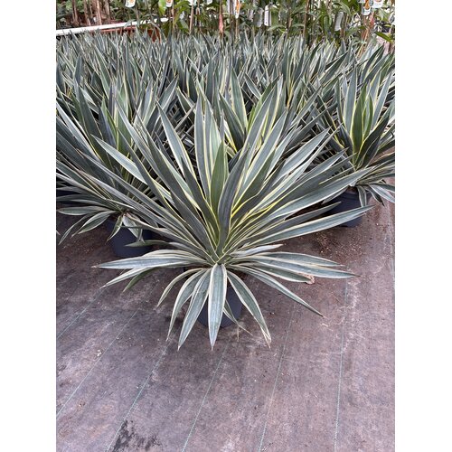 Woestijn-desert Yucca gloriosa variegata - Lys de palmier panaché