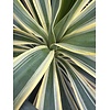 Woestijn-desert Yucca gloriosa variegata - Bontbladige palmlelie