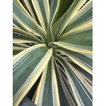 Woestijn-desert Yucca gloriosa variegata - Variegated palm lily