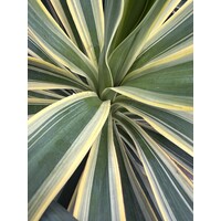 Woestijn-desert Yucca gloriosa variegata - Lys de palmier panaché