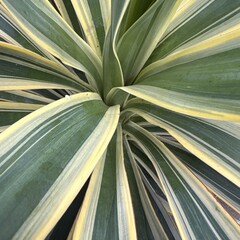 Woestijn-desert Yucca gloriosa variegata - Bontbladige palmlelie