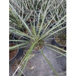 Woestijn-desert Yucca filifera - Angel Hair Yucca