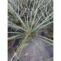 Woestijn-desert Yucca filifera - Angel Hair Yucca