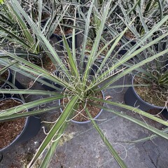 Woestijn-desert Yucca filifera - Engelenhaar Yucca