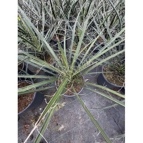 Woestijn-desert Yucca filifera - Yucca cheveux d'ange