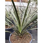 Woestijn-desert Yucca filifera - Angel Hair Yucca