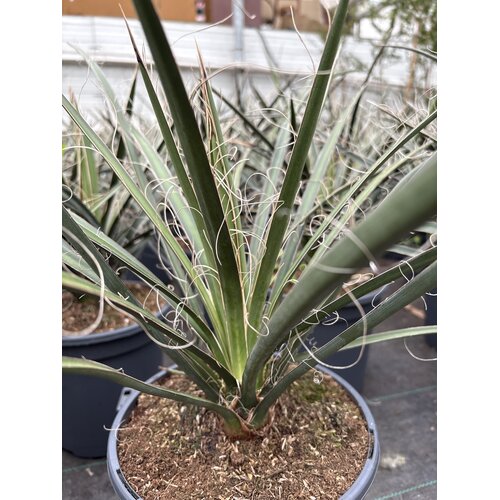 Woestijn-desert Yucca filifera - Yucca cheveux d'ange