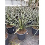 Woestijn-desert Yucca filifera - Engelenhaar Yucca