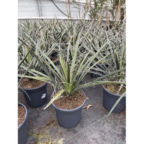 Woestijn-desert Yucca filifera - Engelenhaar Yucca