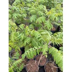 Bloemen-flowers Rhus typhina - Fluweelboom