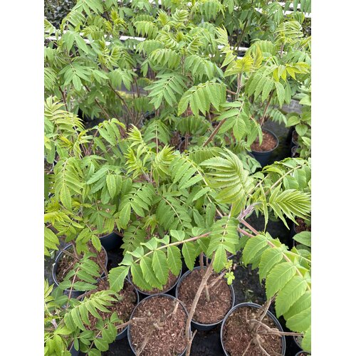 Bloemen-flowers Rhus typhina - Arbre à velours