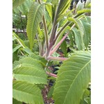 Bloemen-flowers Rhus typhina - Fluweelboom