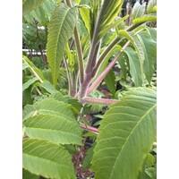 Bloemen-flowers Rhus typhina - Velvet tree
