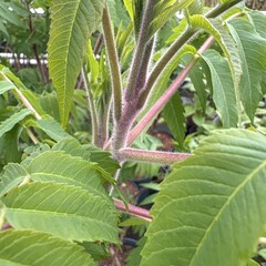 Bloemen-flowers Rhus typhina - Arbre à velours