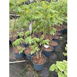 Bloemen-flowers Rhus typhina - Fluweelboom