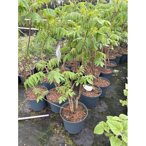 Bloemen-flowers Rhus typhina - Velvet tree