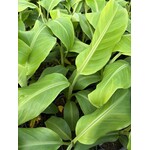 Bananen-bananas Musa griersonii - Bhutanese banana